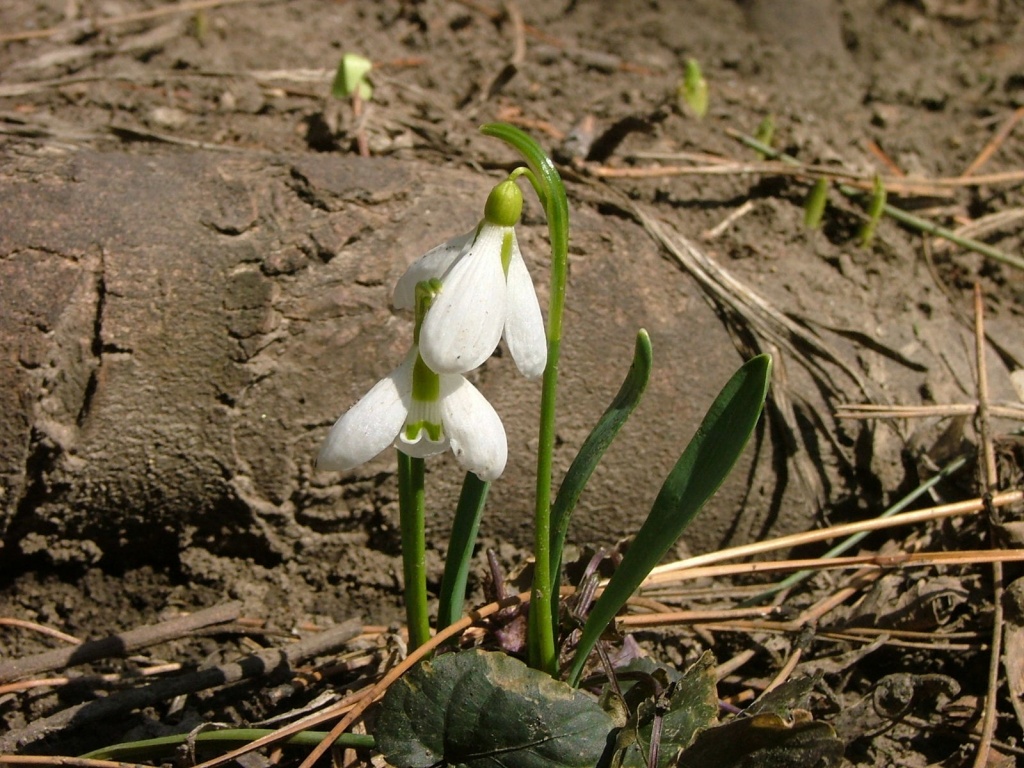 Ghiocei Ghiocei