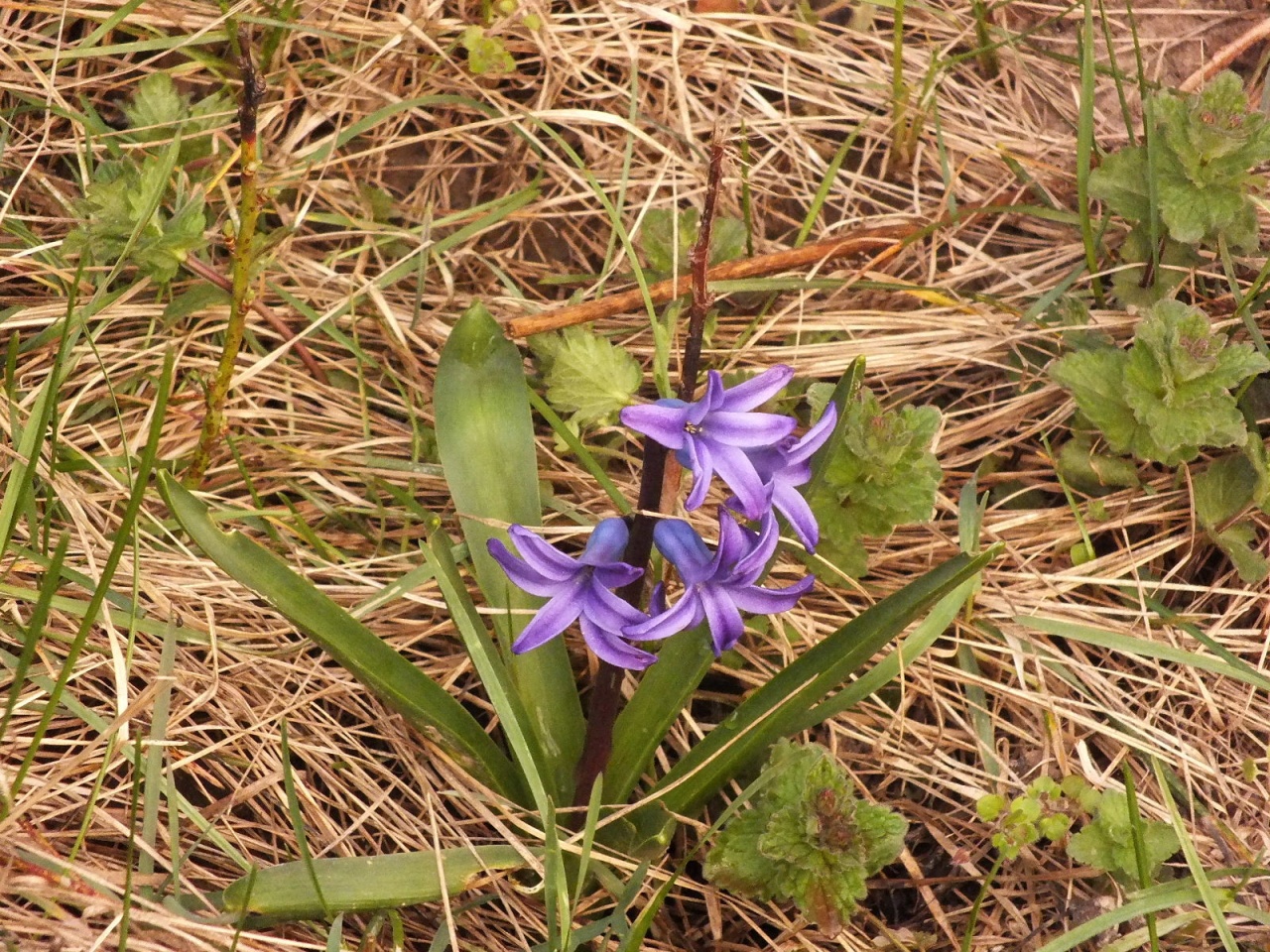Blue flower Blue flower