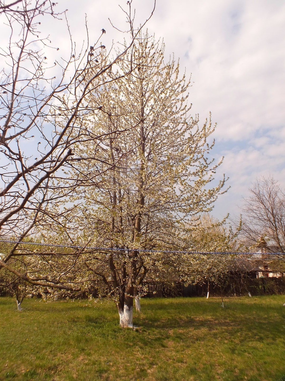 Blossonming cherry tree