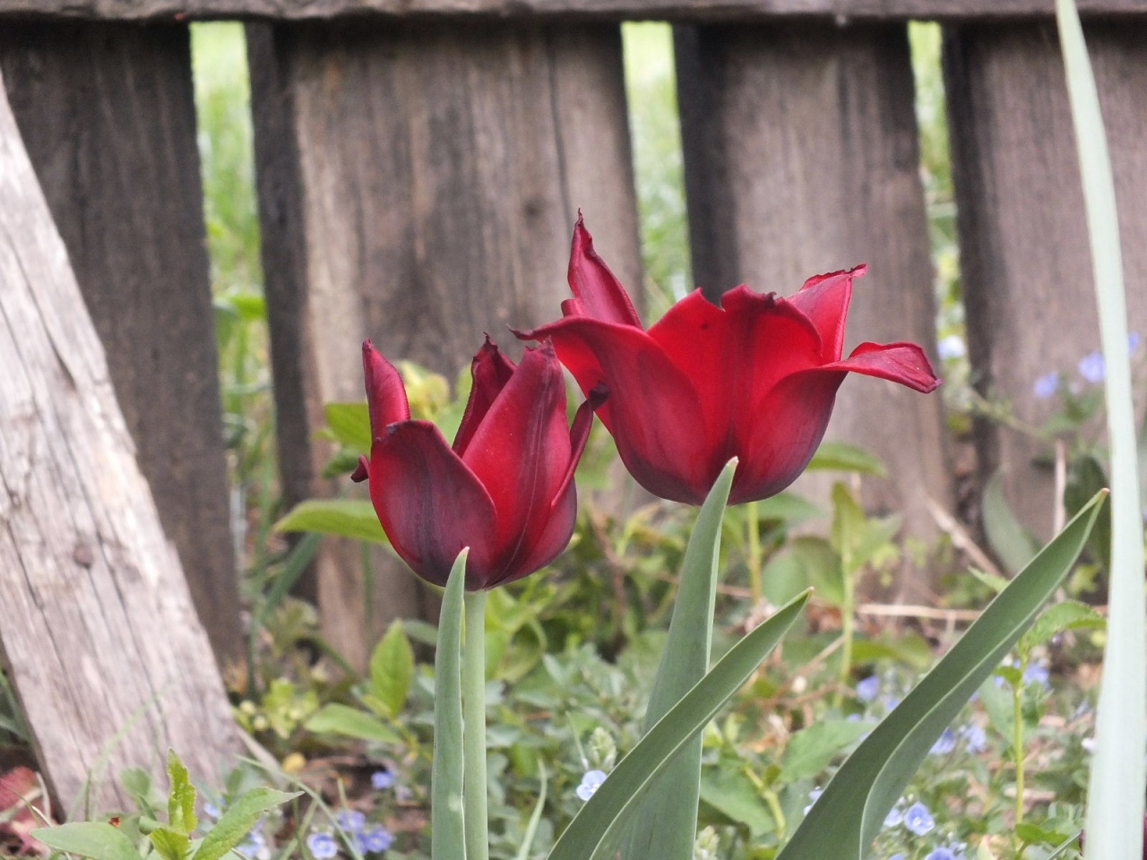 Two red tulips