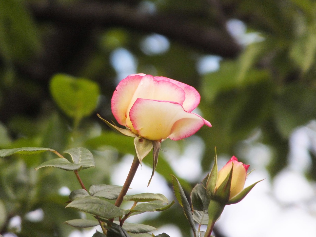 White with red border rose