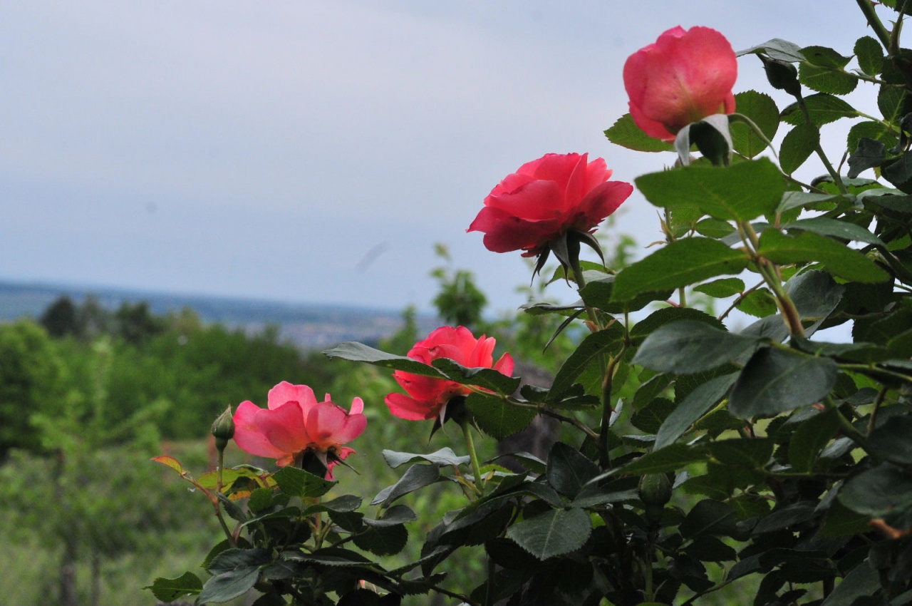 Red roses