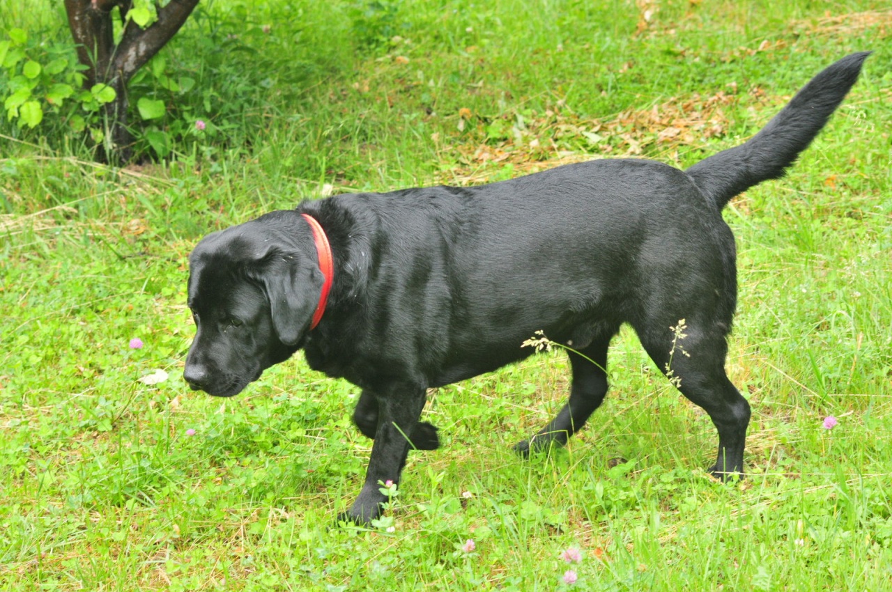 Black dog 3 Black dog 3