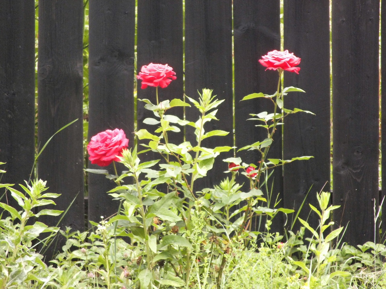 Red roses