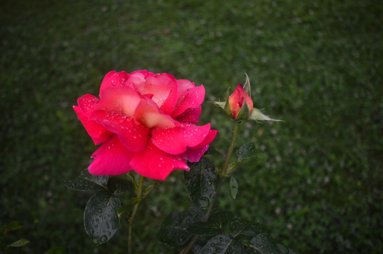 Red roses 2